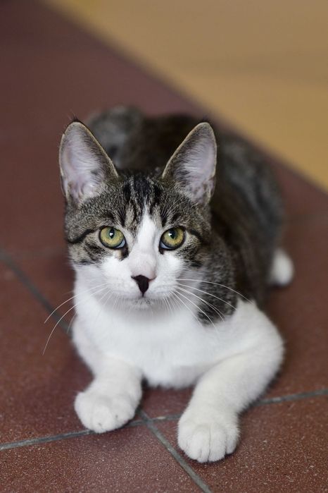 Młody, wykastrowany kocurek szuka domu