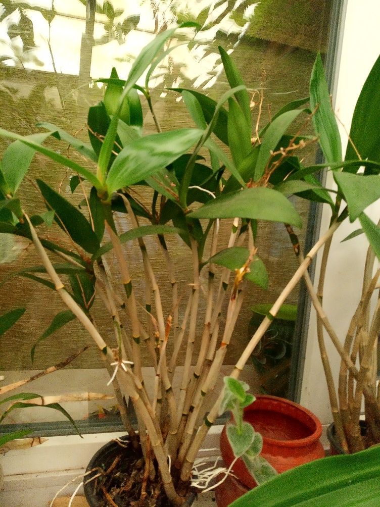 Растения для дома