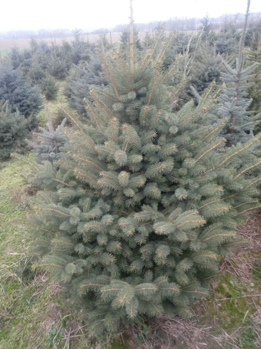 choinki Garbow jodla swierk z wlasnej plantacji