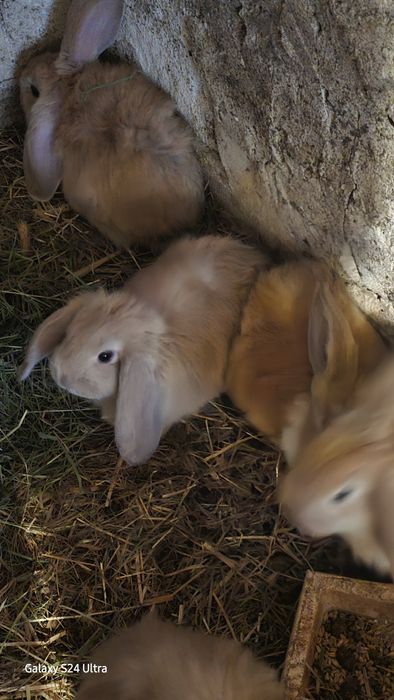 Baran francuski młode