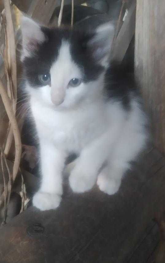 Отдам котёнка в хорошие руки мальчик