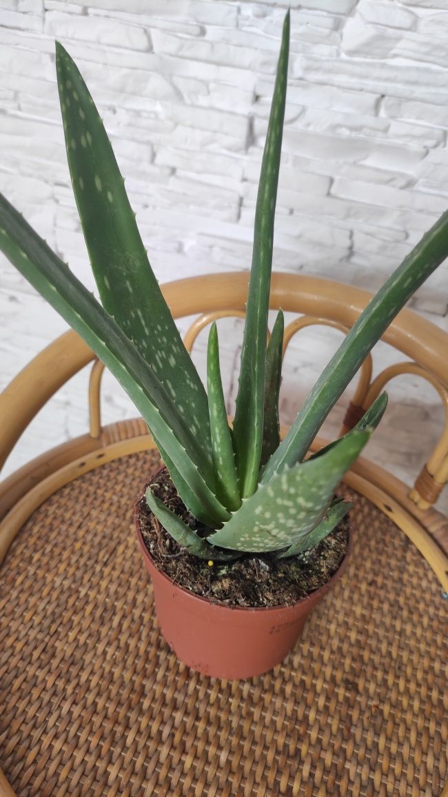 Aloes /Aloe vera