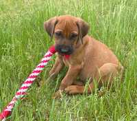 Rhodesian Ridgeback czerwona panienka z dokumentami ZKwP