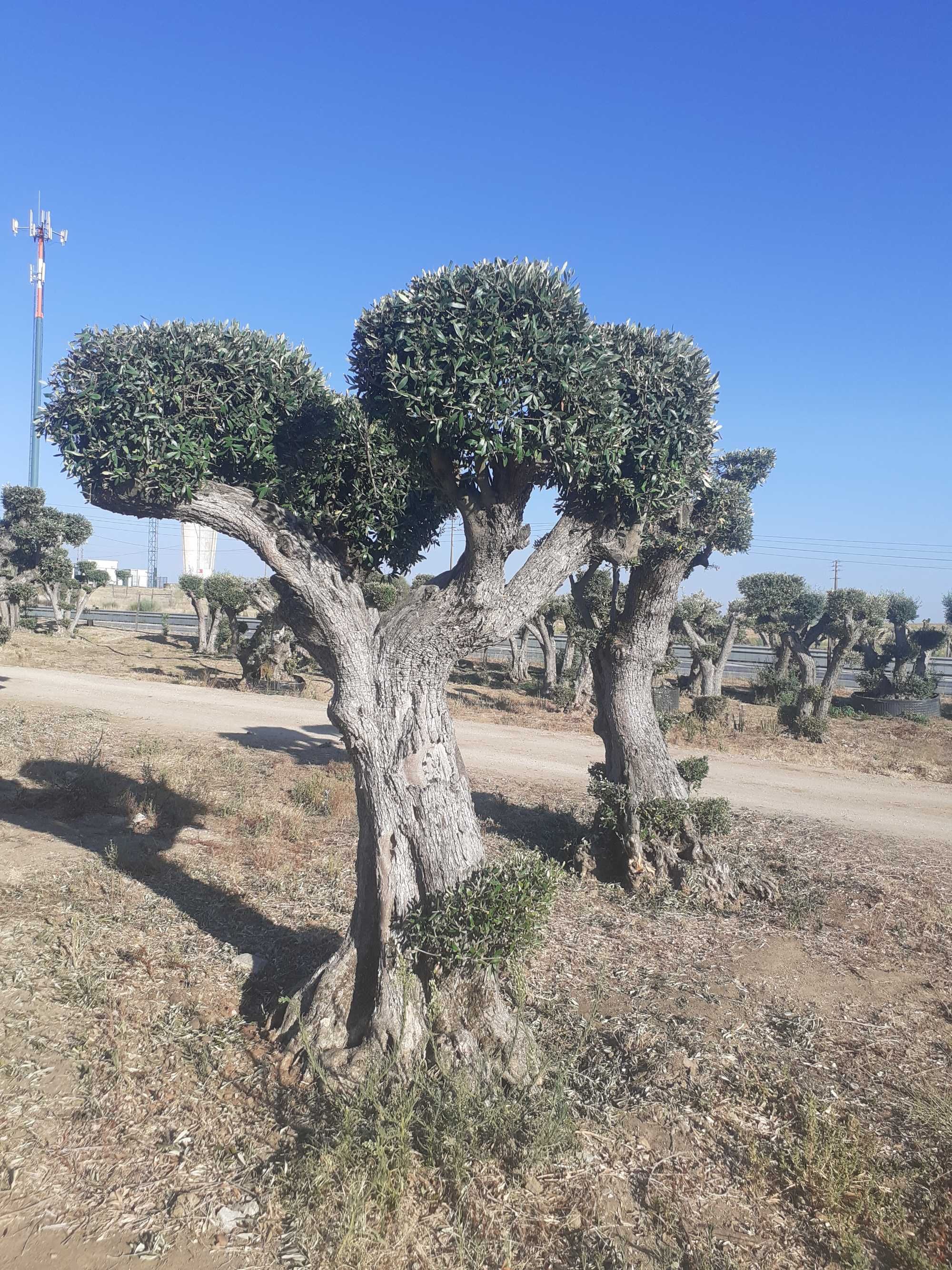 Jardim das Oliveiras