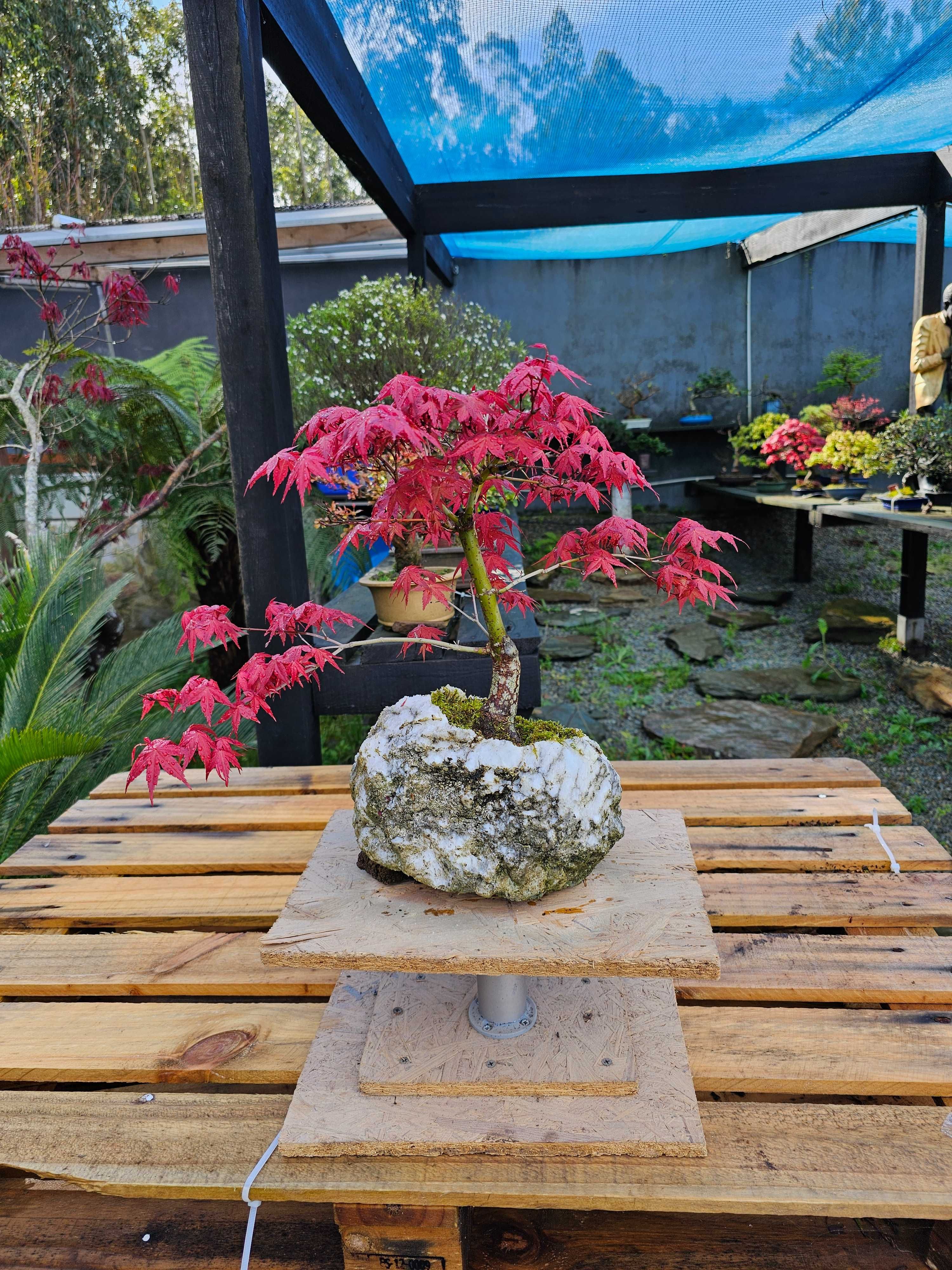 bonsai acer deshojo