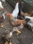Młode zdrowe Koguty leghorn czubate mix