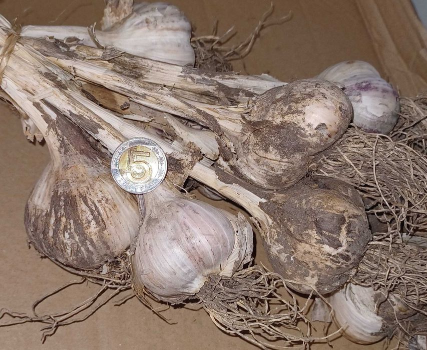 Czosnek  Lubasza - Idealny do sadzenia