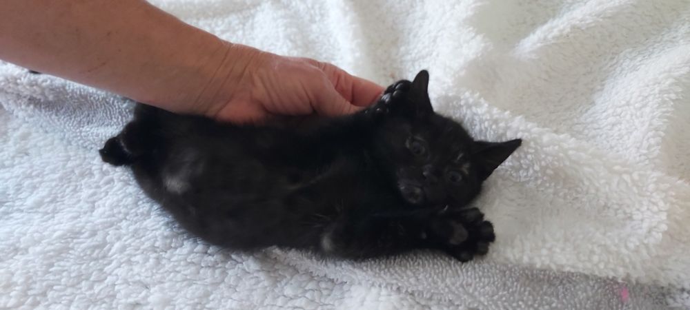 Gatinhos bebés para adoção