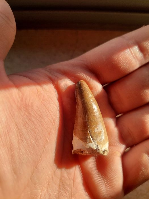 Fóssil dente de Mosassauro