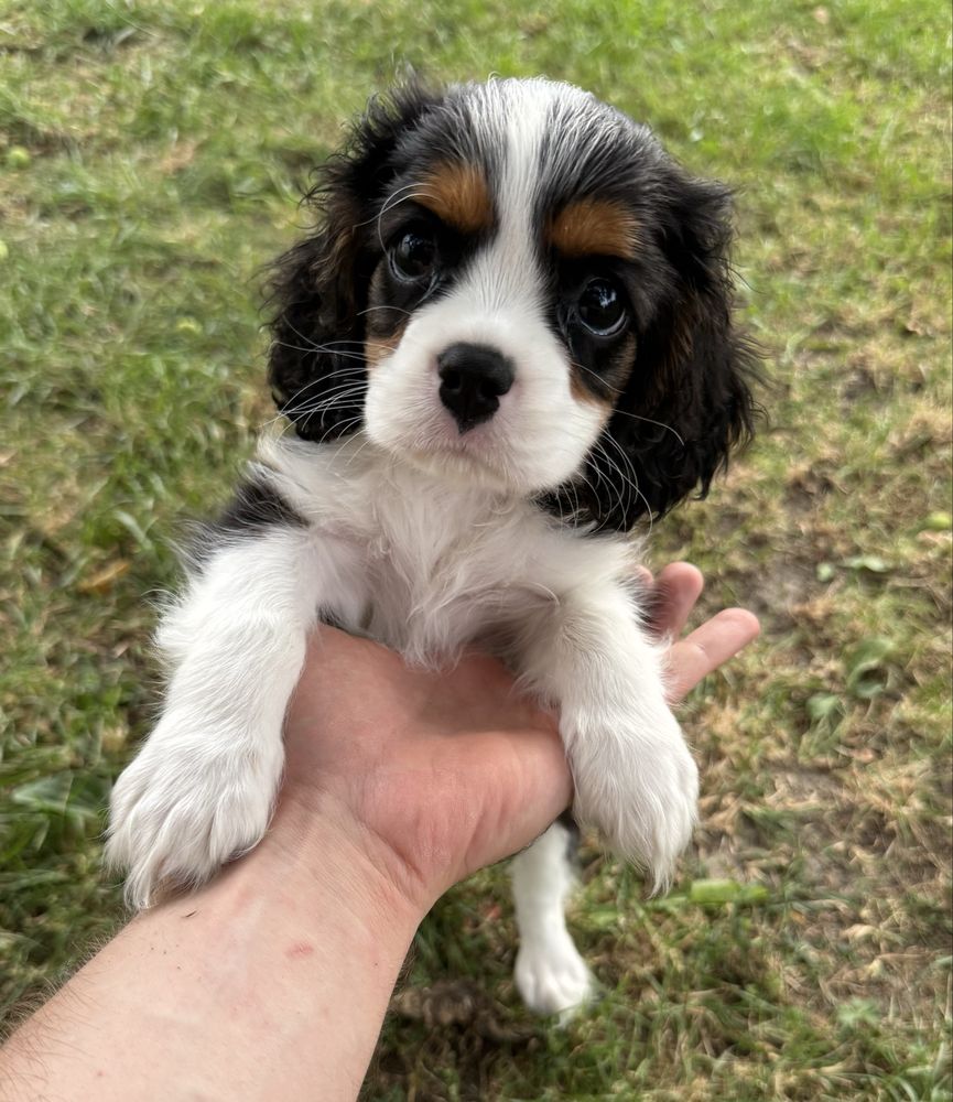 Piesek ZKwP gotowy do odbioru Cavalier King Charles Spaniel FCI