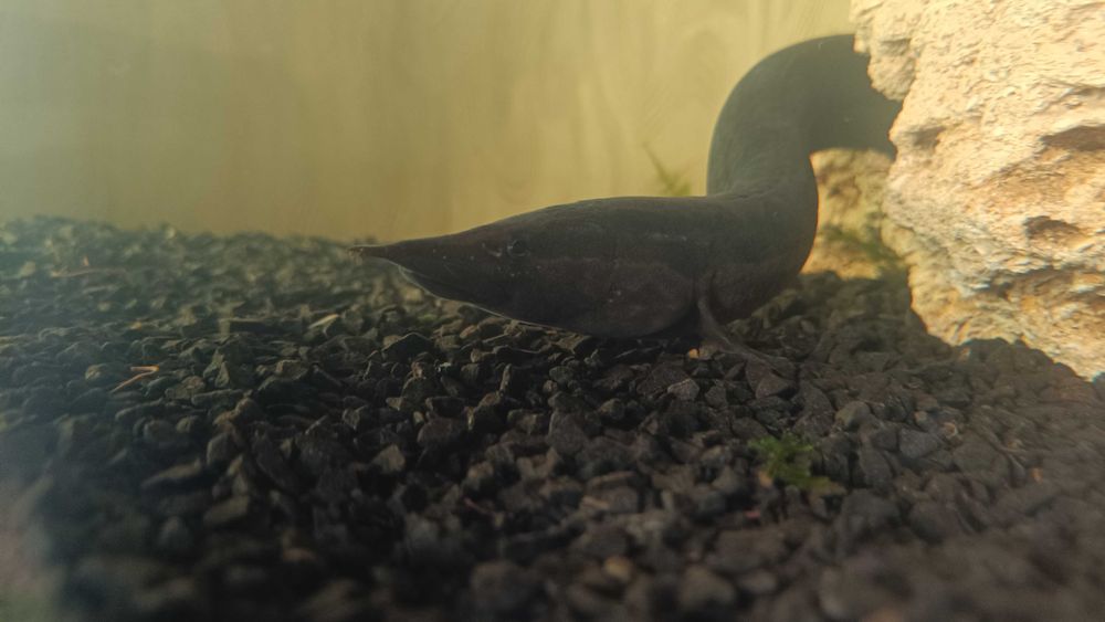 Мастацембел / мастацембелус