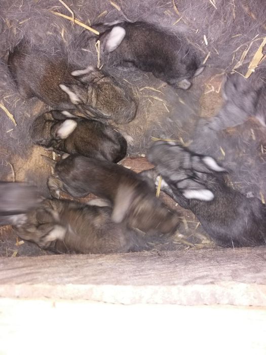 Продаються кролики породи шиншила,полтавське срібло.строкачі