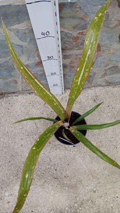 Billbergia bromélia