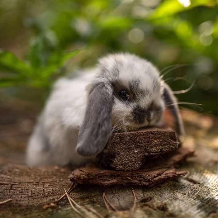 Mini lop mini lopy prawdziwe uszate oswojone króliki miniaturowe