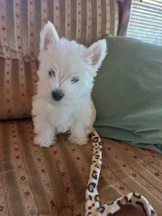 West Highland White Terrier - szczeniaczki