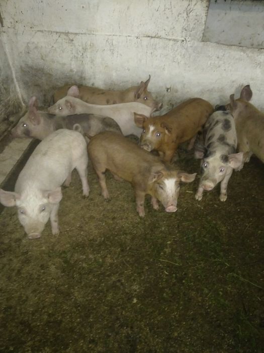 Продам поросята петрен дюрок