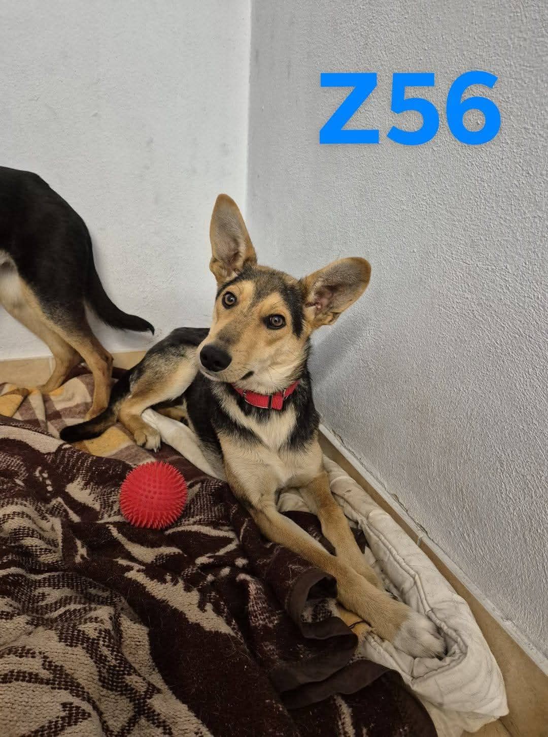 Thor pilnie szuka domu!!!