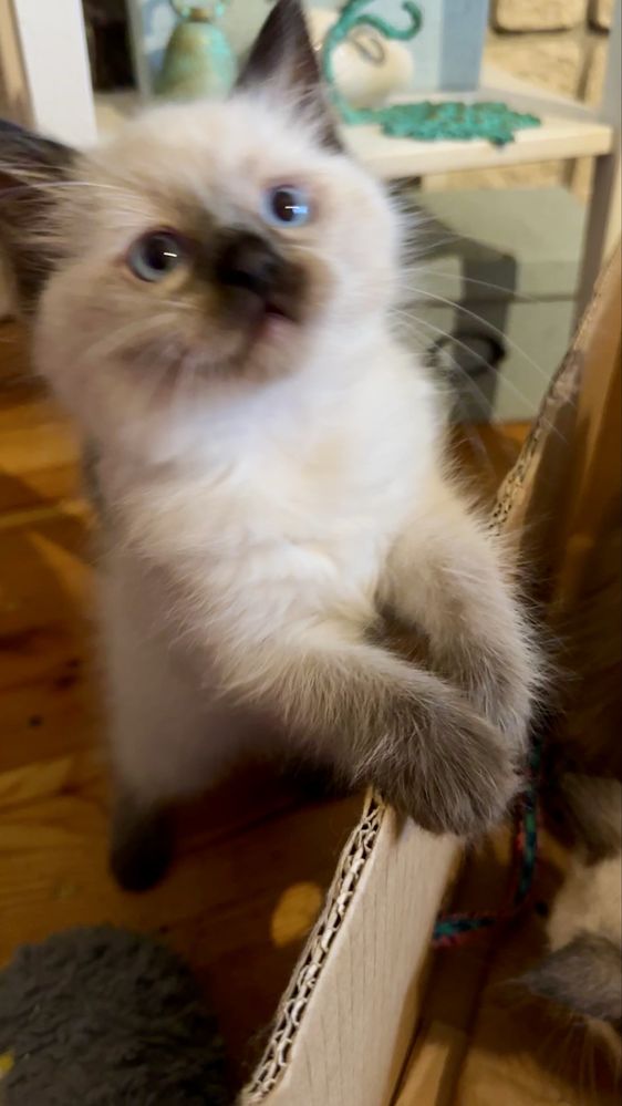 Sorzedam kotkę rasy Ragdoll