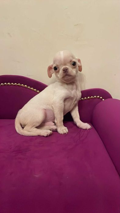 Chihuahua piękny chłopczyk gotowy do odbioru
