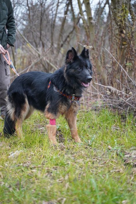 Klara w typie ON szuka domu!