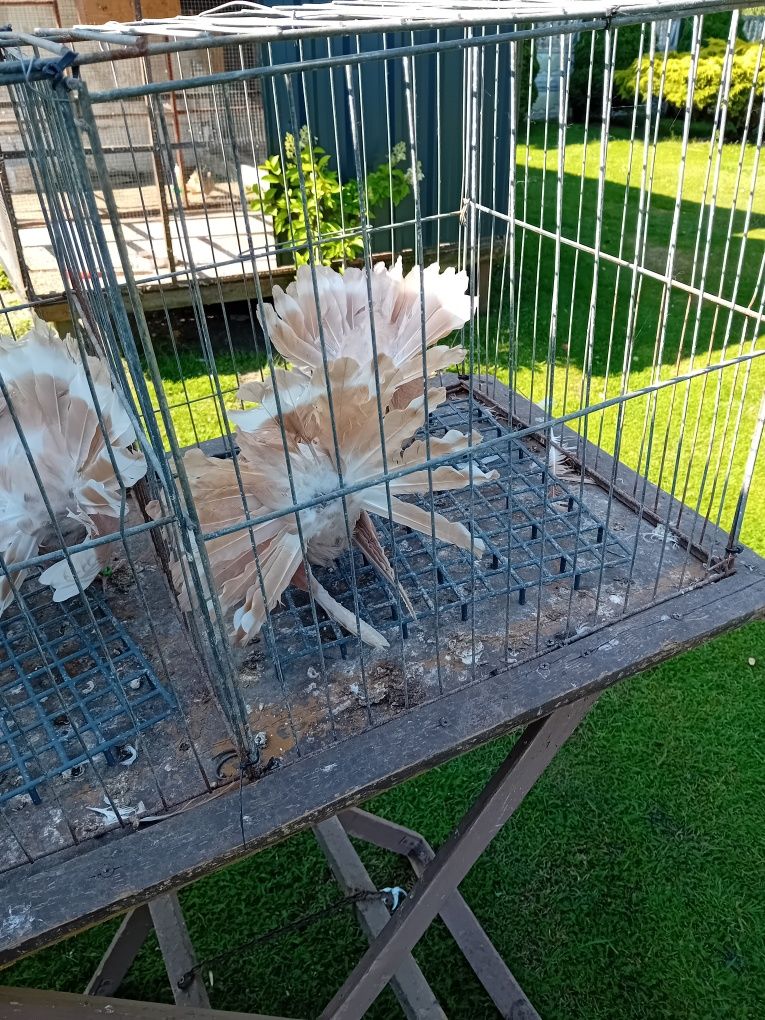 Pawiki żółte na lęcie