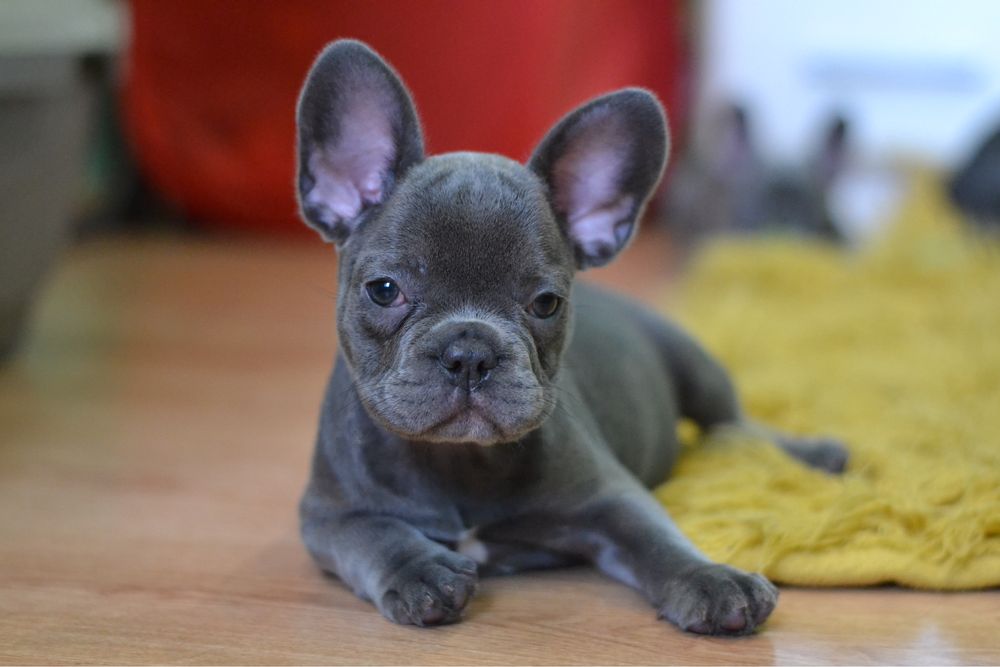 Голубые щенки французский бульдог девочки французики