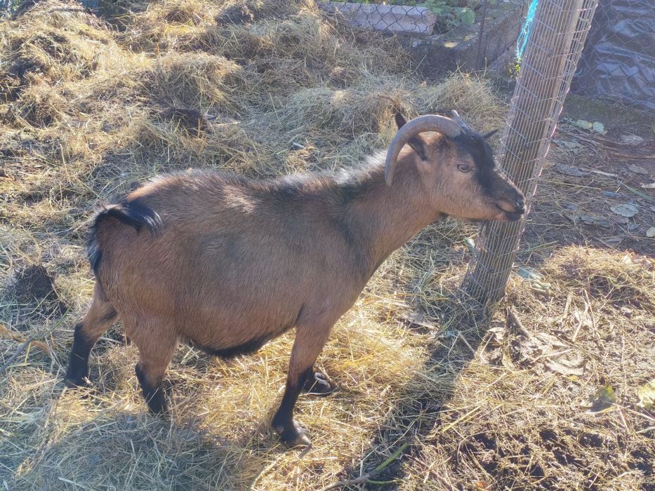 Vendo cabra anã prenha