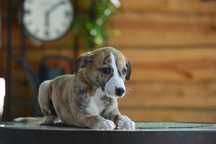 Pies szczenię whippet,  szczenię whippet