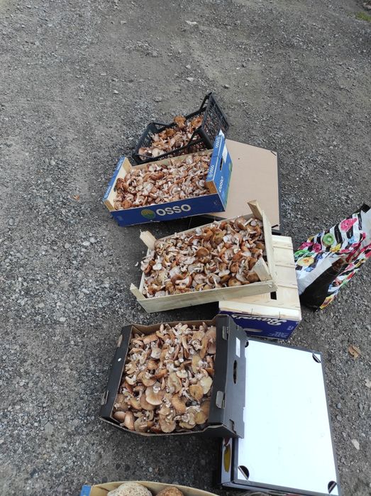 Sprzedam uzbieram grzyby opieńki