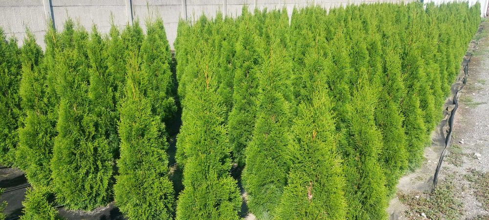 Tuja Thuja Szmaragd Smaragd 150cm-160cm