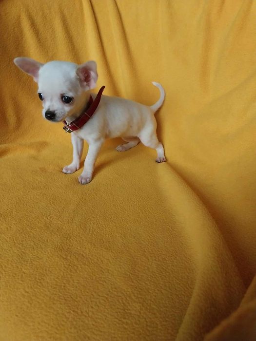 Chihuahua śliczna mini suczka !