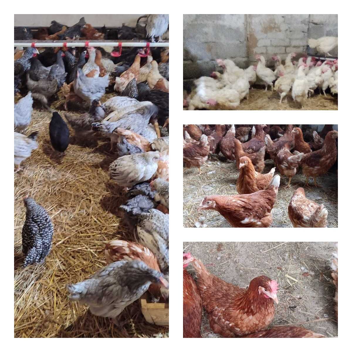 Продам кури несушки! Доставка безкоштовна. Краматорськ!
