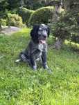 Niebieski spaniel pikardyjski FCl (wyżeł,płochacz)