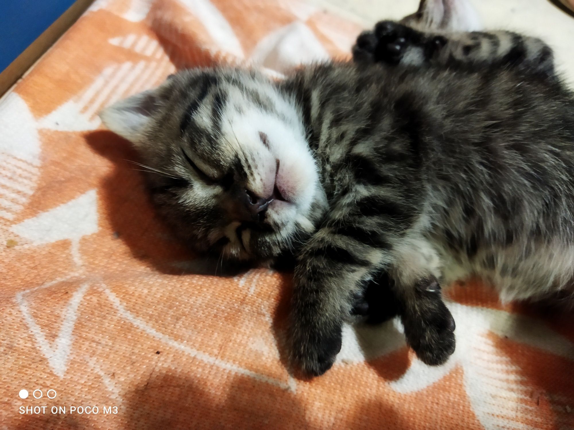 Котята британские  от мамы голубой короткошерстной- шерсть неаллерген