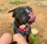Amstaff, Suczka Amstaffa, Amstaf, Seniorka PILNIE szuka domu!