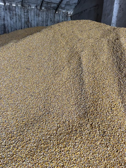 Продам кукурудзу