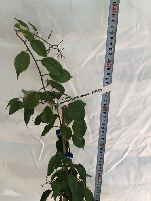 Актинідія саджанці в контейнері