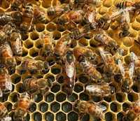 Бджолопакети 2024року