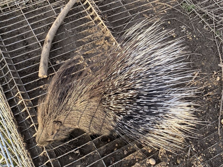 Jeżozwierz jeżozwierze mini zoo, para i samice