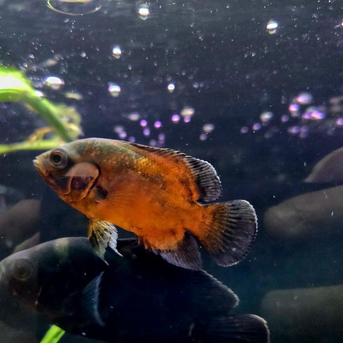 Pielęgnica pawiooka red Oscar