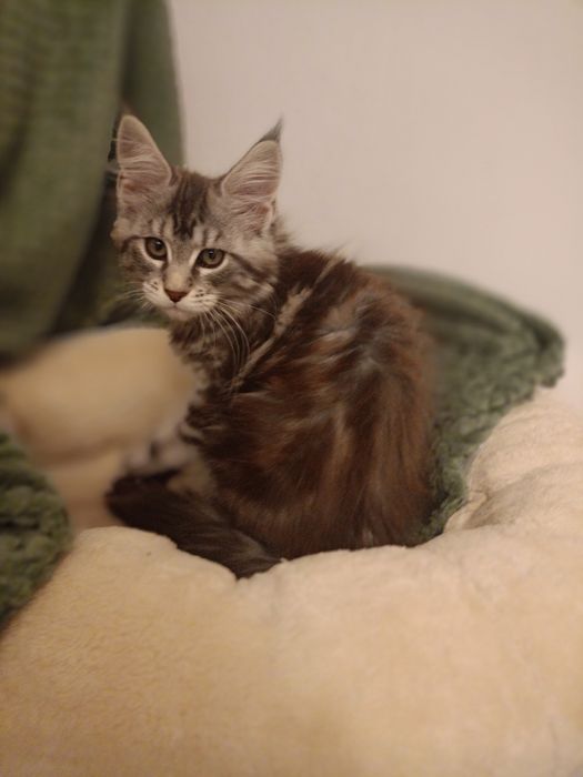 Kotka Maine Coon rodowód FPL