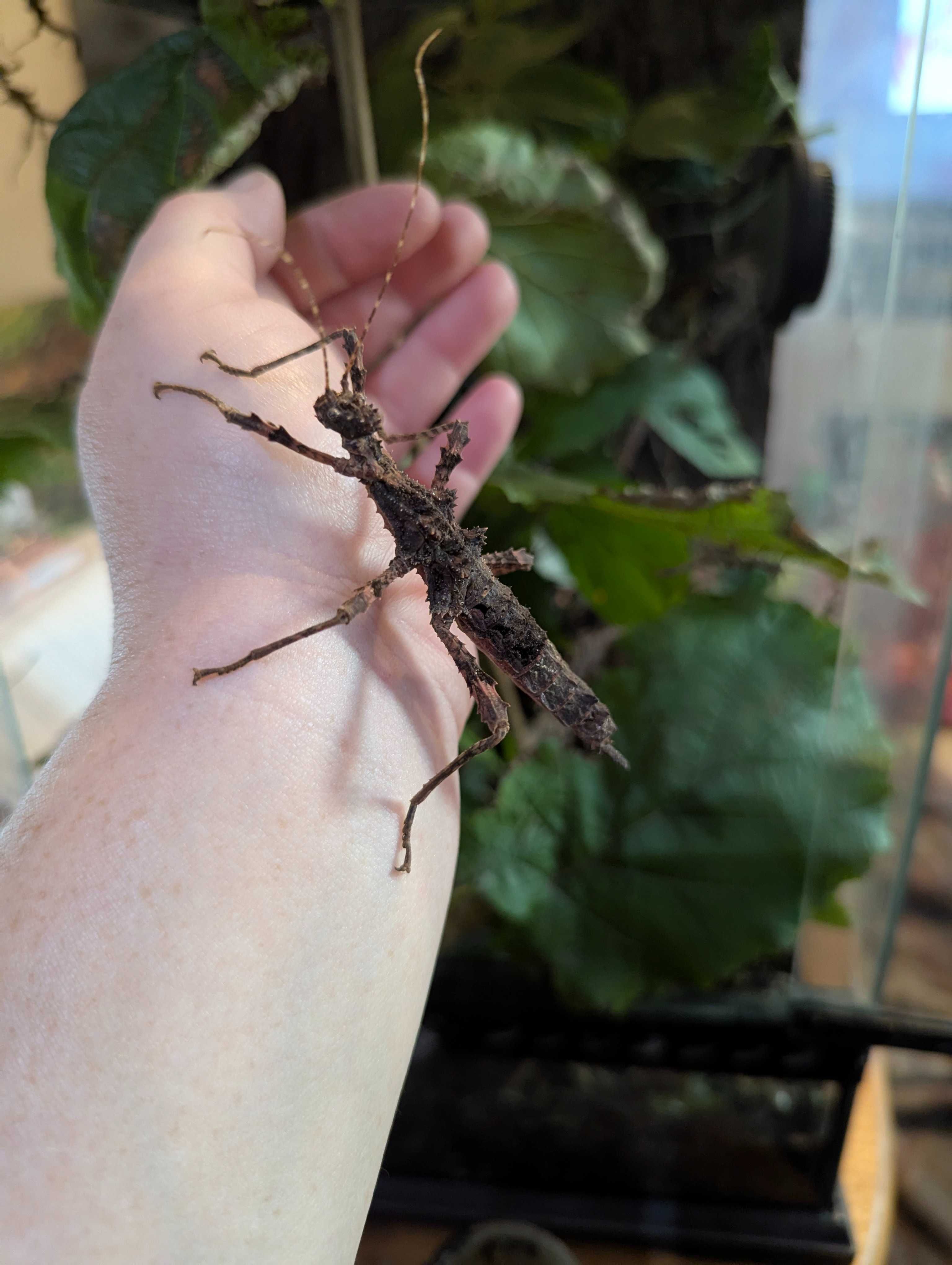 Straszyk Trachyaretaon sp. North Luzon