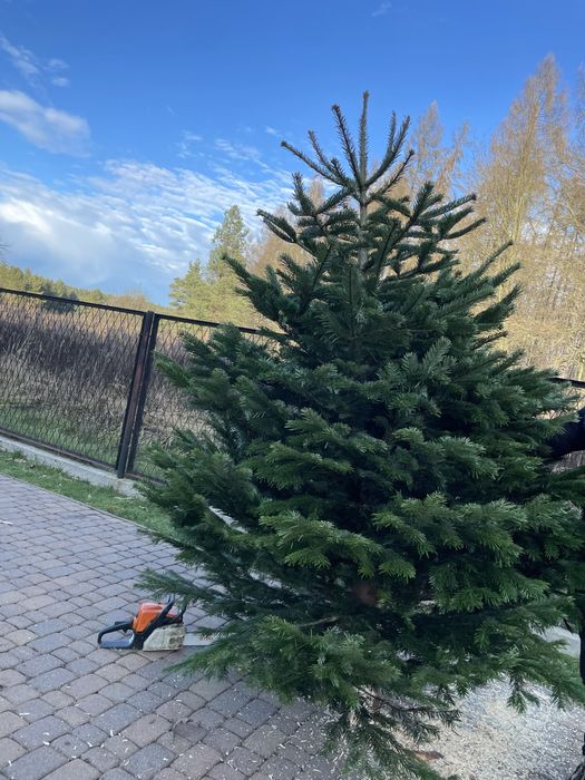 SOSNOWIEC CHOINKI świeże jodła świerk cięte doniczkowe śląsk