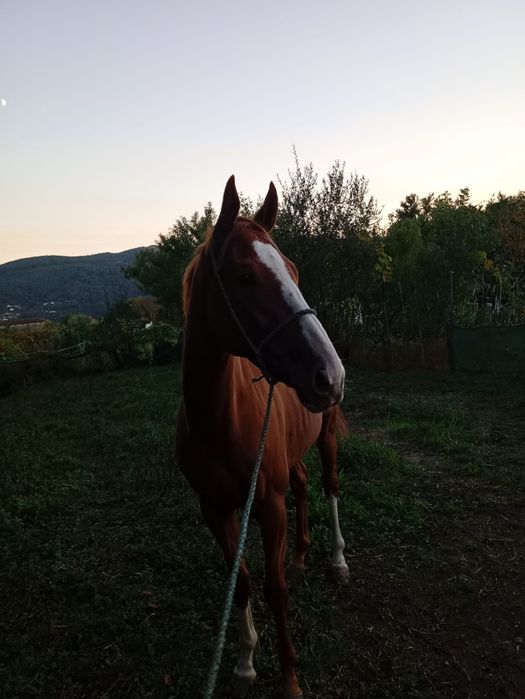 Para venda cavalo PSI