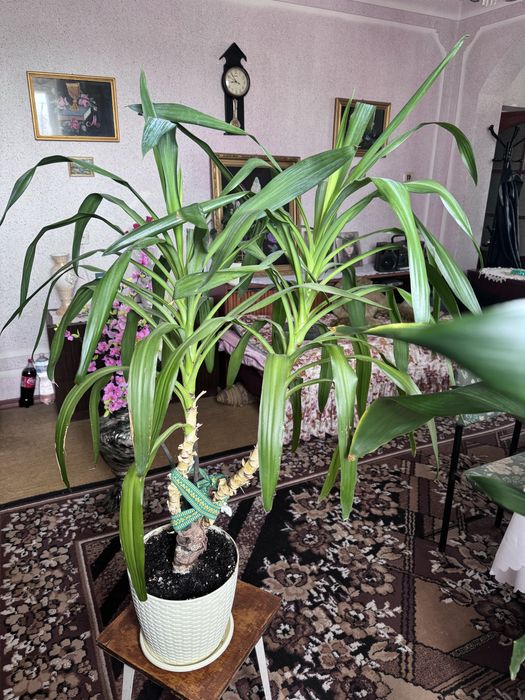 Вазони різні гарні