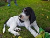 Szczeniak Grand Basset GRIFFON VENDEEN FCI
