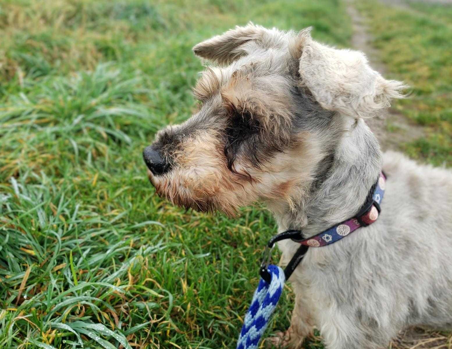 Lucky szuka nowego domu. Podaruj dom i nową nadzieje