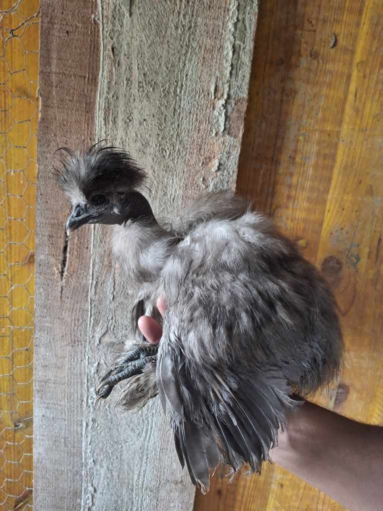 Pintos sedosa 3/4 meses