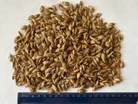 Пшениця Спельта органічна