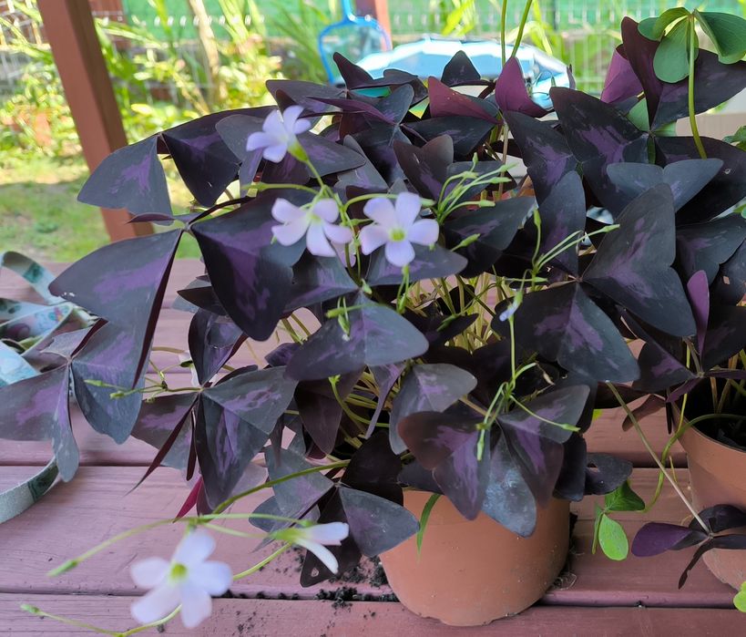 Koniczynka Szczawik szczęścia Oxalis Triangularis  14 kłączy